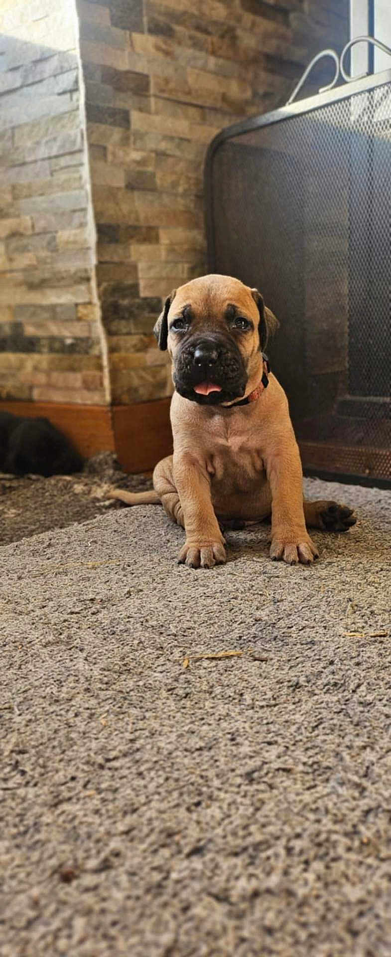 Aïko a rejoint le concours — aidez-le/la à gagner de superbes lots ! dog, puppy, indoor, carpet, fireplace, stone_wall, metal_screen, portrait, cute, tongue_out, sitting, floor, paw, young, pet, brown_fur, muzzle, home, curious, cozy