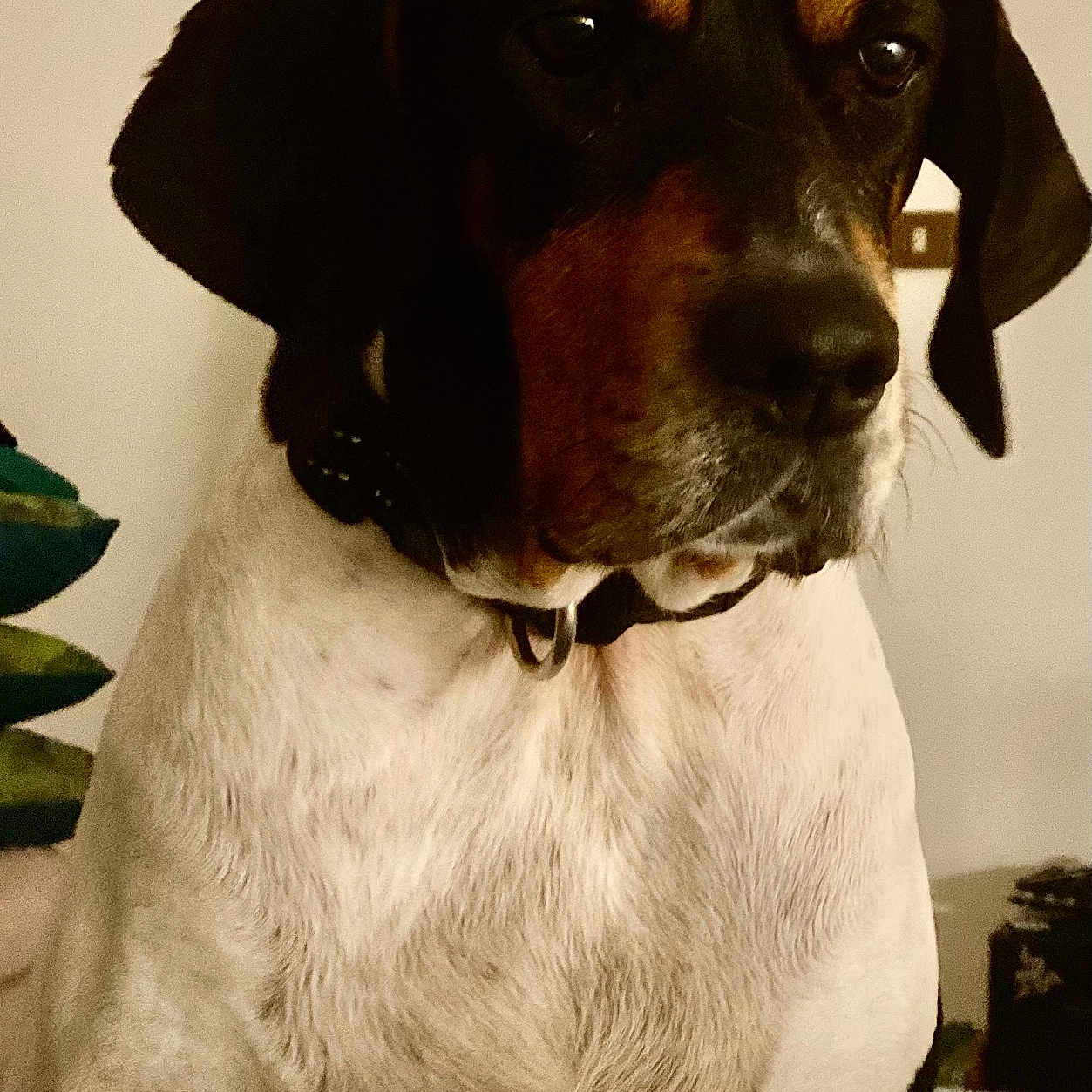 Stella