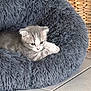 animal, basket, cat, closeup, cozy, curious, cute, domestic, feline, fluffy, fur, gray, indoors, kitten, pet_bed, resting, small, soft, tile_floor, young
