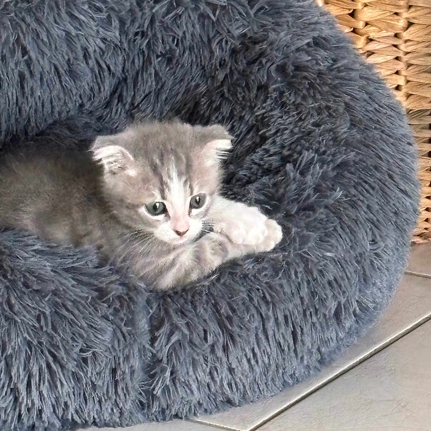 Shadow a rejoint le concours — aidez-le/la à gagner de superbes lots ! animal, basket, cat, closeup, cozy, curious, cute, domestic, feline, fluffy, fur, gray, indoors, kitten, pet_bed, resting, small, soft, tile_floor, young