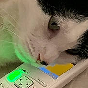 Balou participe au concours pour gagner de l'argent avec cette photo : animal, black_and_white, cat, close_up, closeup, cordless_phone, curious, domestic, ear, electronic_device, face, feline, green_light, indoor, nose, pet, phone, table, technology, whiskers