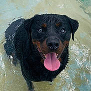 Tucker participe au concours pour gagner de l'argent avec cette photo : dog, rottweiler, water, wet, tongue_out, happy, pet, canine, animal, summer, playful, outdoor, pool, smiling, face, eyes, fur, head, nature, recreation