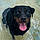 Tucker