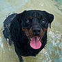 dog, rottweiler, water, wet, tongue_out, happy, pet, canine, animal, summer, playful, outdoor, pool, smiling, face, eyes, fur, head, nature, recreation
