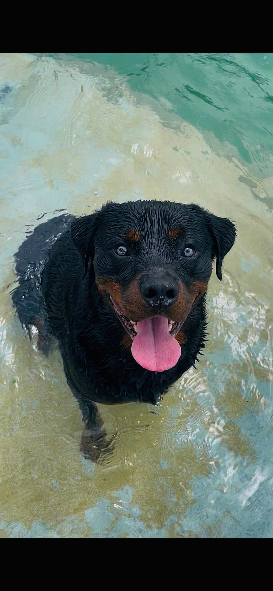 Tucker participe au concours pour gagner de l'argent avec cette photo : dog, rottweiler, water, wet, tongue_out, happy, pet, canine, animal, summer, playful, outdoor, pool, smiling, face, eyes, fur, head, nature, recreation