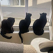 Maxou Kira Luna participe au concours pour gagner de l'argent avec cette photo : cat, cats, black_cat, three_cats, สัต?, window, windowsill, indoor, home, household, street, brick_wall, outdoor_view, sitting, silhouette, fur, tail, pets, cozy, furniture