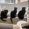cat, cats, black_cat, three_cats, สัต?, window, windowsill, indoor, home, household, street, brick_wall, outdoor_view, sitting, silhouette, fur, tail, pets, cozy, furniture