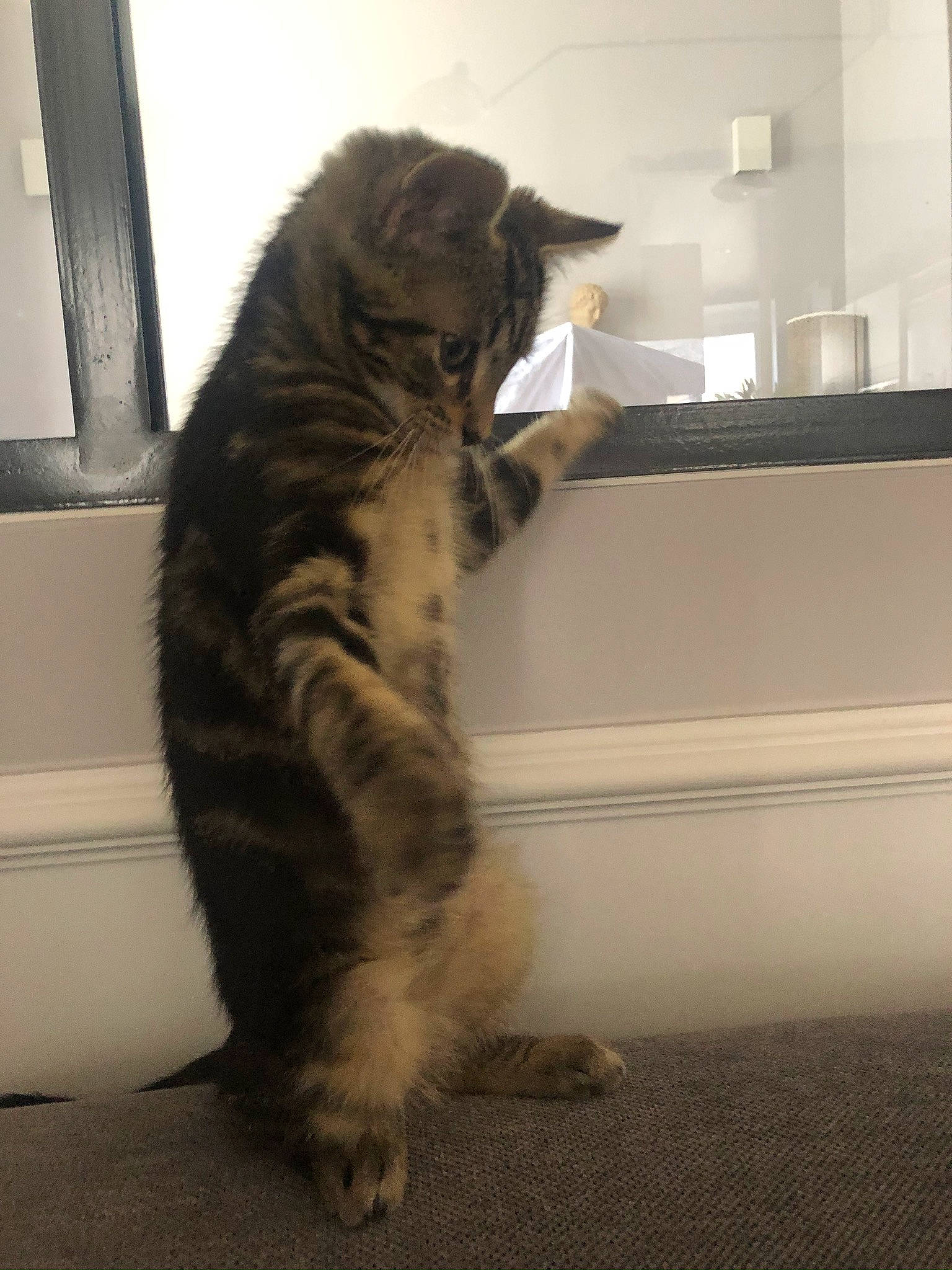 Manhattan a rejoint le concours — aidez-le/la à gagner de superbes lots ! carnivore, cat, claw, comfort, domestic_short_haired_cat, felidae, flooring, foot, fur, hardwood, paw, small_to_medium_sized_cats, snout, tail, terrestrial_animal, whiskers