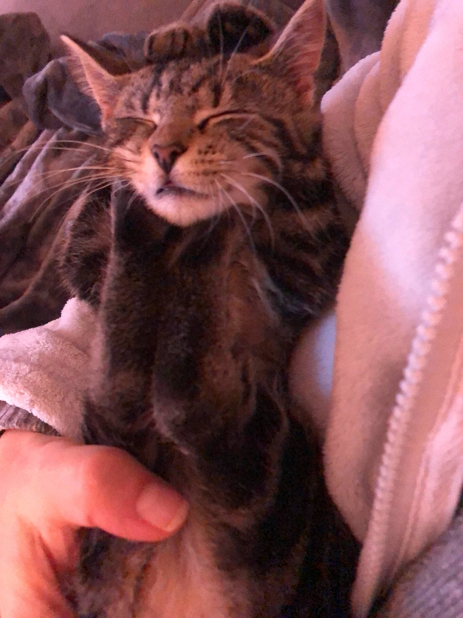 Manhattan a rejoint le concours — aidez-le/la à gagner de superbes lots ! carnivore, cat, claw, comfort, domestic_short_haired_cat, ear, felidae, finger, flesh, fur, gesture, hand, nail, paw, small_to_medium_sized_cats, snout, thumb, whiskers