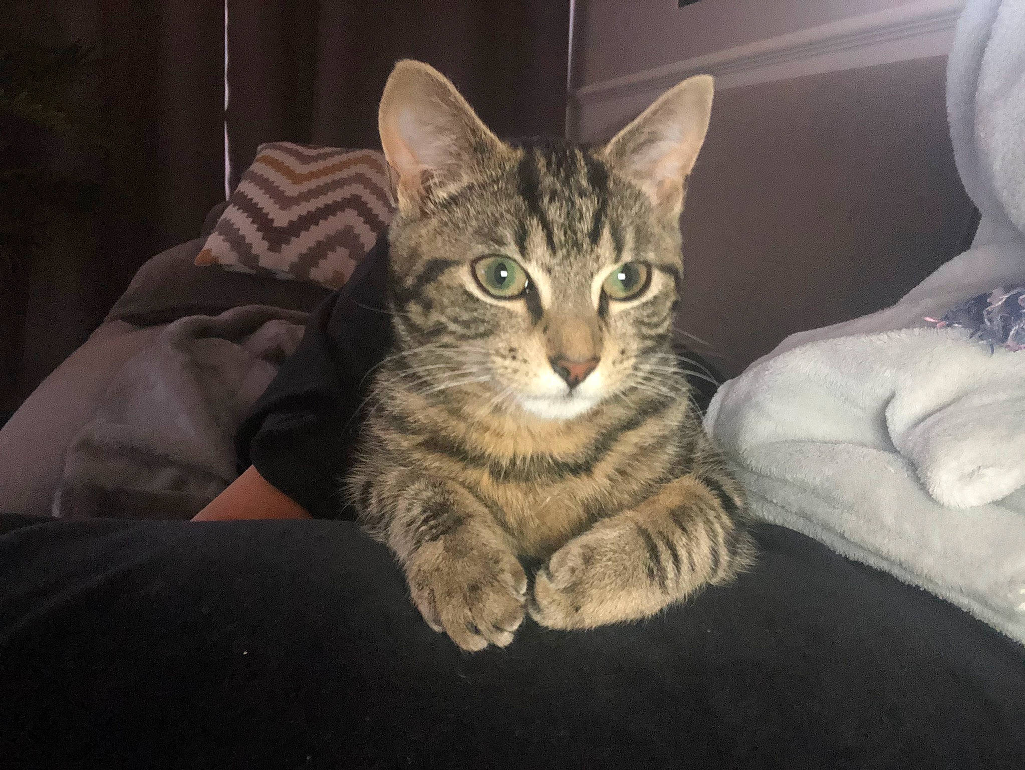 Manhattan participe au concours pour gagner de l'argent avec cette photo : bed, carnivore, cat, claw, comfort, darkness, domestic_short_haired_cat, felidae, fur, paw, sitting, small_to_medium_sized_cats, snout, whiskers