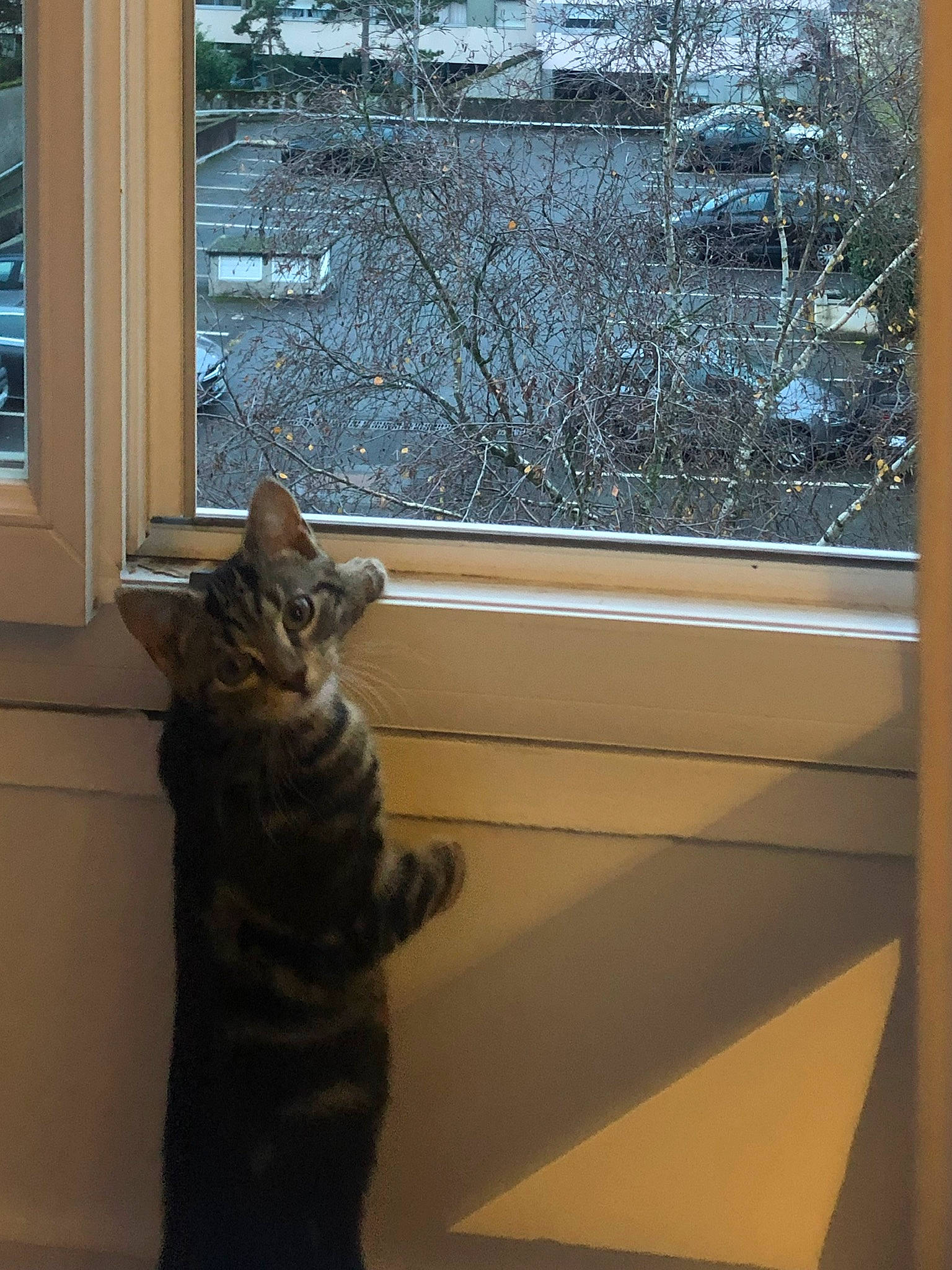 Manhattan participe au concours pour gagner de l'argent avec cette photo : carnivore, cat, door, felidae, fur, glass, plant, room, shade, small_to_medium_sized_cats, tail, tints_and_shades, tree, twig, whiskers, window, window_blind, window_covering, window_treatment, wood