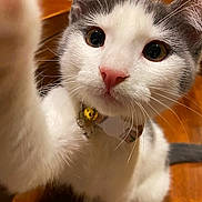 Leia joined the competition — help win amazing prizes! animal, bell, cat, close_up, collar, curious, cute, fluffy, gray_and_white, indoors, kitten, large_eyes, pet, pink_nose, portrait, sitting, warm_lighting, whiskers, wide_eyed, wooden_floor