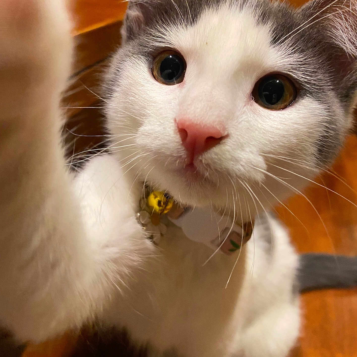 Leia