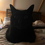 Loki is registered to the contest to win money with this photo: black_cat, cat, pet, animal, bed, bedspread, floral_pattern, indoor, furniture, wood, blanket, whiskers, ears, eyes, dark, shadow, quiet, resting, domestic, cute
