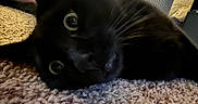 Loki is registered to the contest to win money with this photo: black_cat, cat, indoor, carpet, close_up, pet, feline, whiskers, curious, wide_eyes, cozy, texture, animal, laying_down, playful, domestic_cat, soft_lighting, floor, household, relaxed