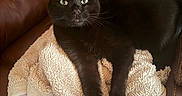 Loki joined the competition — help win amazing prizes! alert, animal, black_cat, brown_leather_couch, cat, close_up, comfortable, domestic_animal, eyes, face, feline, fluffy_towel, fur, indoor, paw, pet, relaxed, resting, sitting, whiskers