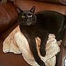 Loki joined the competition — help win amazing prizes! black_cat, cat, pet, animal, feline, fluffy_towel, brown_leather_couch, indoor, resting, alert, whiskers, fur, paw, relaxed, comfortable, close_up, domestic_animal, eyes, face, sitting