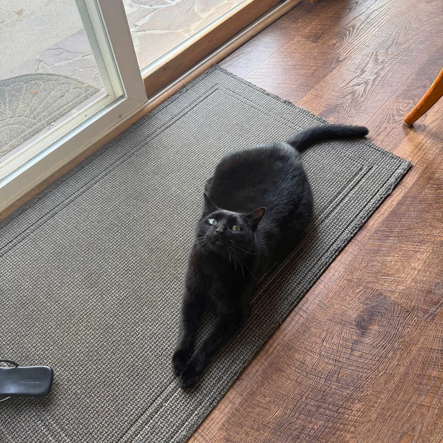 Loki joined the competition — help win amazing prizes! black_cat, cat, stretching, mat, door, glass_door, wooden_floor, indoor, pet, animal, feline, curious, green_eyes, relaxed, natural_light, texture, flooring, home, domestic, quiet