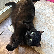 Loki is registered to the contest to win money with this photo: animal, black_cat, box, cat, curious, cute, domestic, floor, fur, glass_door, green_eyes, home, indoor, laying_down, pet, relaxed, rug, sunlight, whiskers, wooden_floor