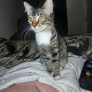 Dutchess joined the competition — help win amazing prizes! cat, tabby_cat, yellow_eyes, white_chest, comforter, bed, blanket, indoor, pet, animal, whiskers, curious, fur, striped, domestic_cat, feline, resting, cozy, bedroom, clutter