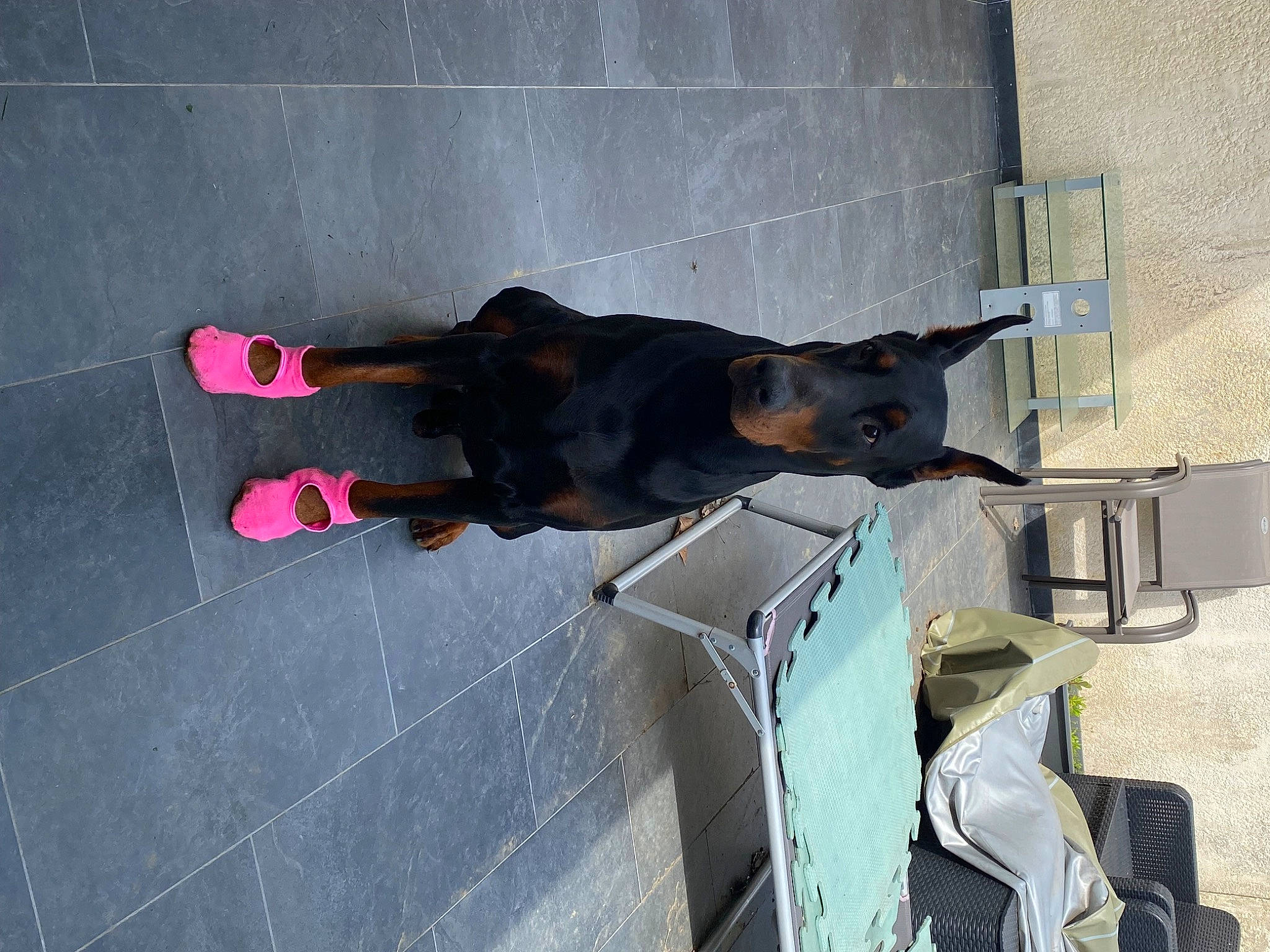 Raïko participe au concours pour gagner de l'argent avec cette photo : carnivore, dog, dog_breed, dog_supply, flooring, grey, guard_dog, pet_supply, shadow, sporting_group, working_animal