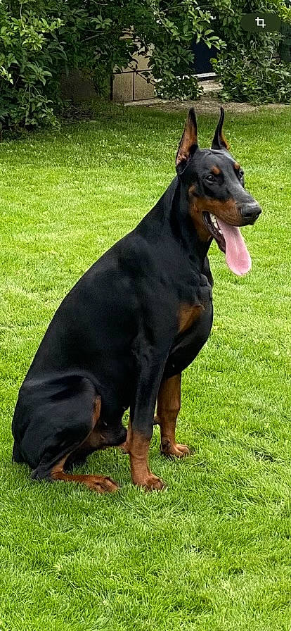 Raïko participe au concours pour gagner de l'argent avec cette photo : canidae, carnivore, collar, companion_dog, dobermann, dog, dog_breed, dog_supply, grass, guard_dog, hunting_dog, snout, sporting_group, terrestrial_animal, working_animal, working_dog