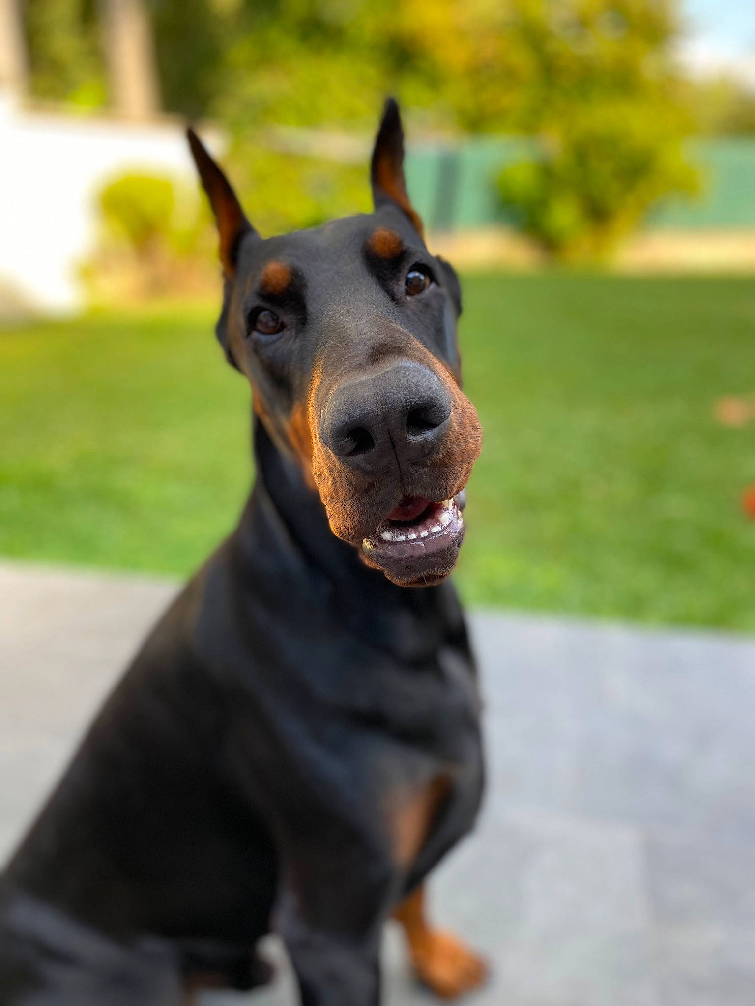 Raïko participe au concours pour gagner de l'argent avec cette photo : canidae, carnivore, collar, companion_dog, dobermann, dog, dog_breed, dog_collar, fawn, grass, guard_dog, non_sporting_group, pinscher, plant, snout, sporting_group, terrestrial_animal, whiskers, working_animal, working_dog