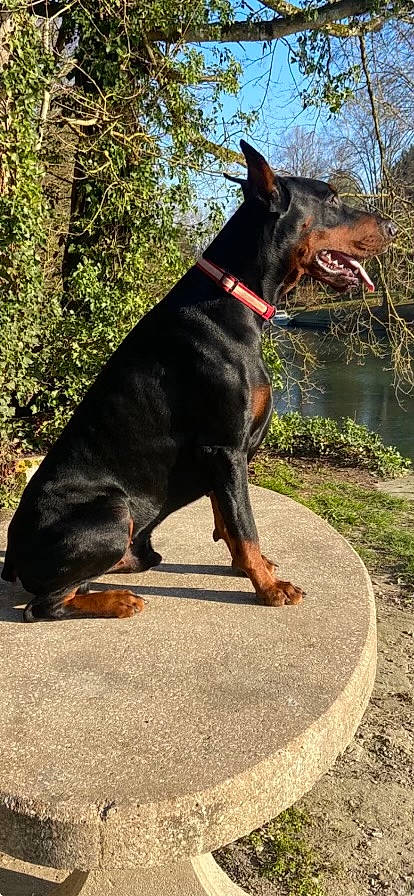 Raïko participe au concours pour gagner de l'argent avec cette photo : carnivore, collar, companion_dog, dobermann, dog, dog_breed, dog_collar, dog_supply, grass, guard_dog, plant, road_surface, sky, snout, sporting_group, tail, tree, water, working_animal, working_dog