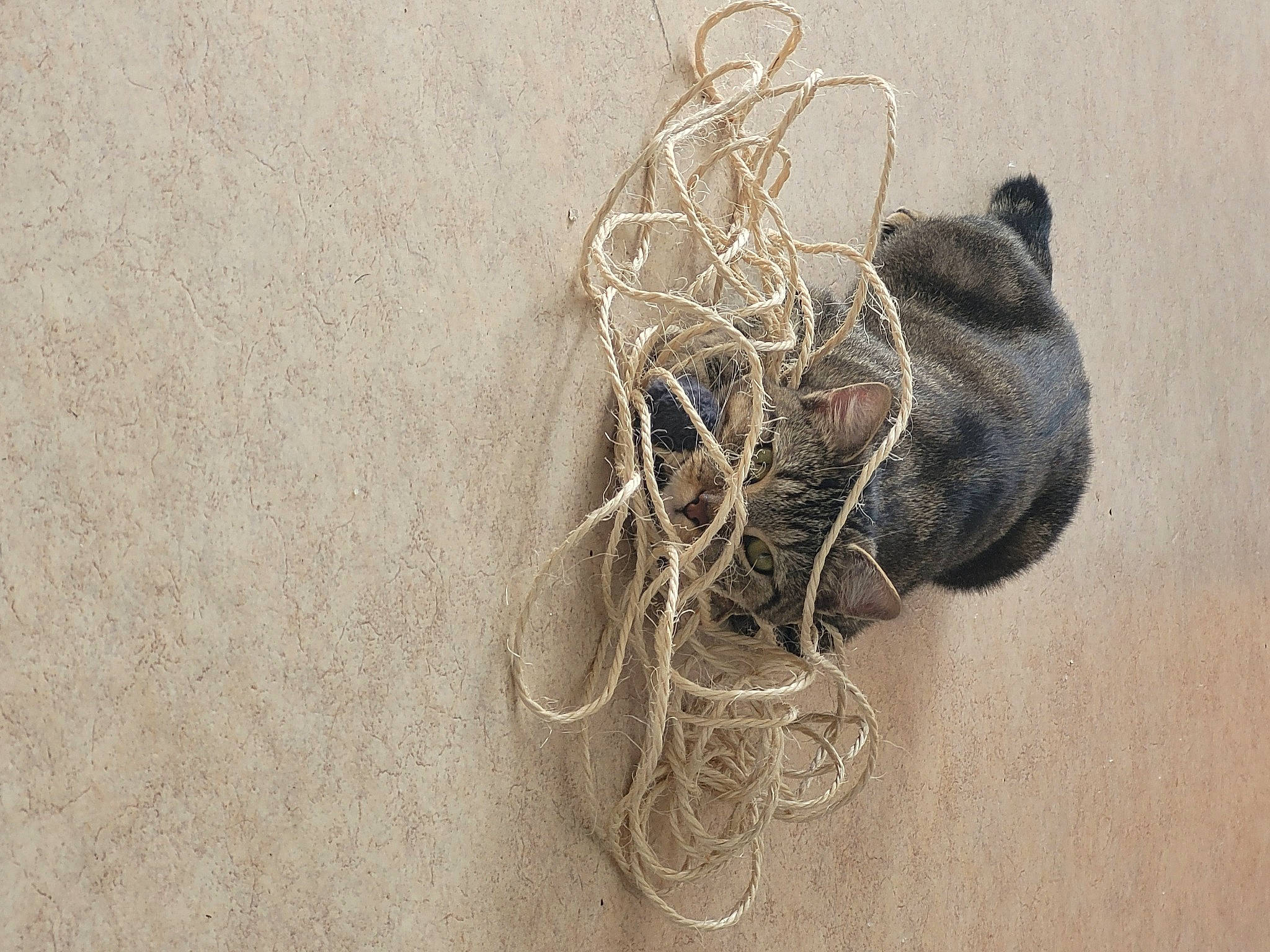 Pompon a rejoint le concours — aidez-le/la à gagner de superbes lots ! art, artwork, circle, fashion_accessory, grey, home_accessories, metal, monochrome, natural_material, pattern, plant, rope, still_life, still_life_photography, trunk, twig, visual_arts, wire, wood