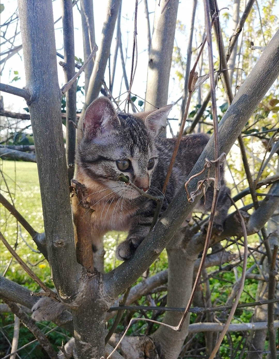 Pompon a rejoint le concours — aidez-le/la à gagner de superbes lots ! branch, carnivore, cat, fawn, felidae, fur, plant_stem, small_to_medium_sized_cats, snout, terrestrial_animal, trunk, twig, whiskers, wild_cat, wildlife, woodland