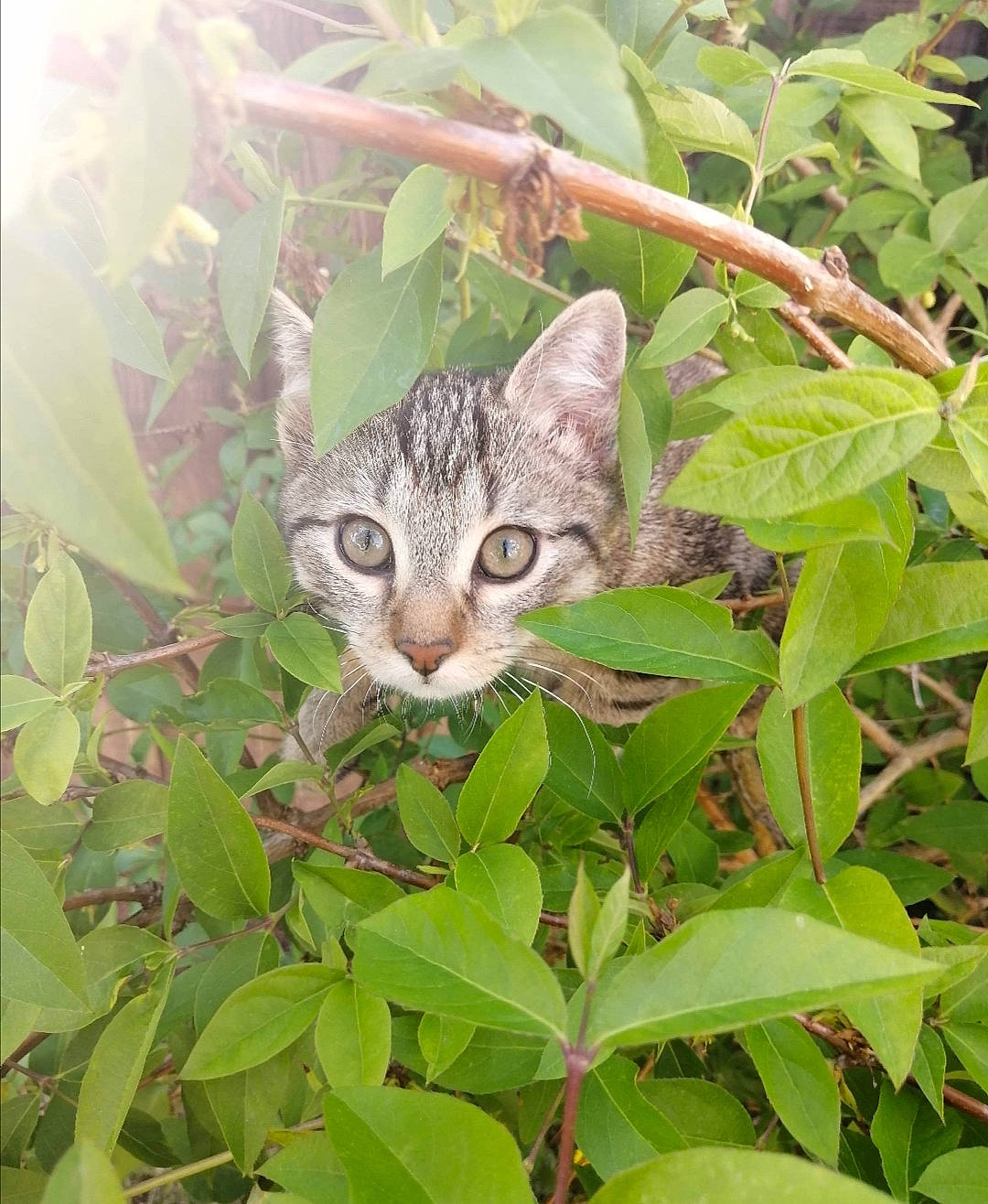 Pompon participe au concours pour gagner de l'argent avec cette photo : american_shorthair, asian, carnivore, cat, domestic_short_haired_cat, european_shorthair, felidae, flower, grass, kitten, leaf, organism, pixie_bob, plant, rusty_spotted_cat, small_to_medium_sized_cats, tabby_cat, tree, whiskers, wild_cat