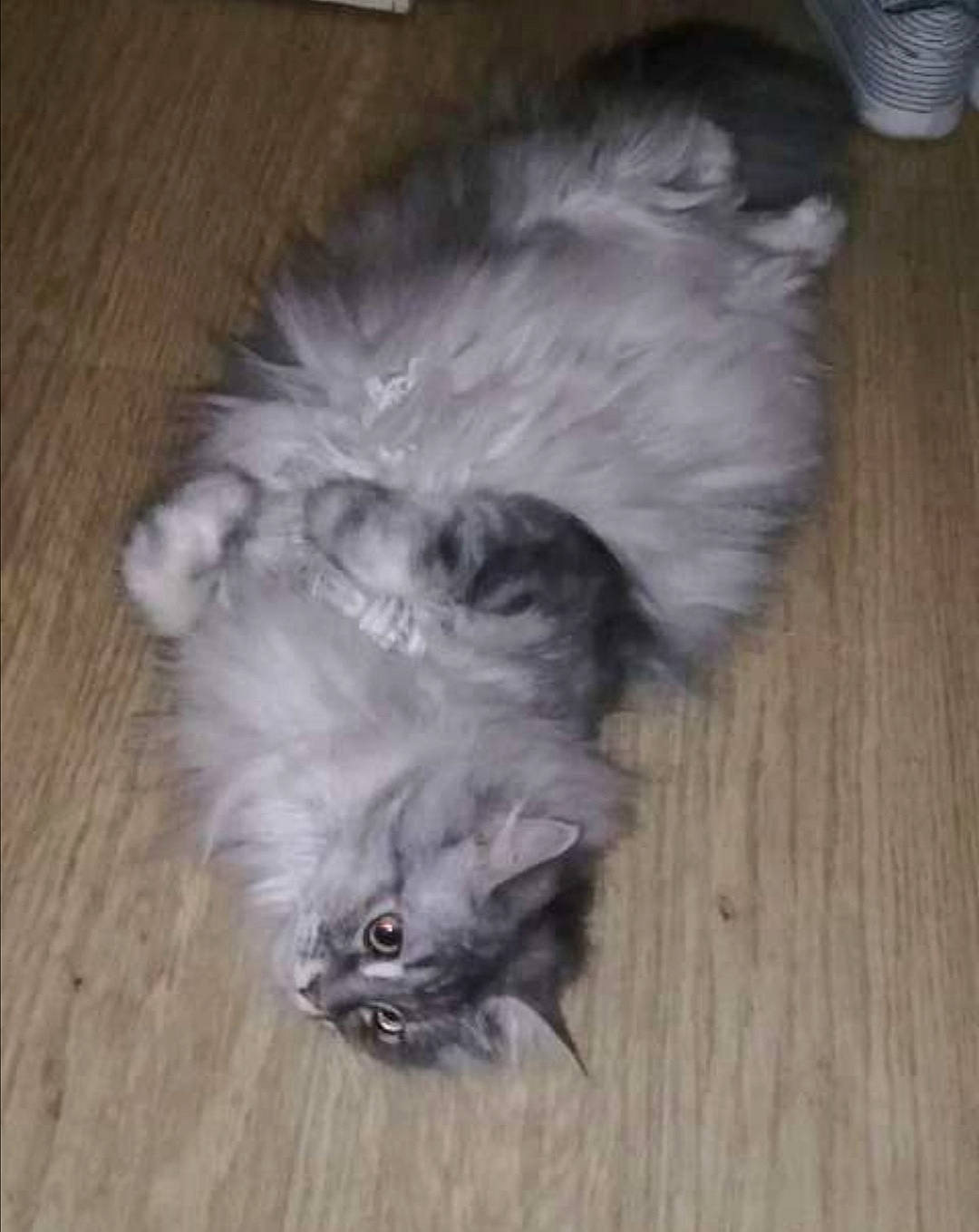 Jingle a rejoint le concours — aidez-le/la à gagner de superbes lots ! british_longhair, canidae, carnivore, cat, dog_breed, domestic_long_haired_cat, ear, fawn, felidae, fur, kitten, mammal, norwegian_forest_cat, persian, small_to_medium_sized_cats, tail, whiskers