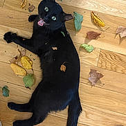 Raven Cabeson joined the competition — help win amazing prizes! black_cat, cat, pet, animal, indoor, wooden_floor, leaves, autumn, playful, lying_down, tongue_out, wide_eyes, fur, tail, cute, domestic_cat, flooring, nature, closeup, expression