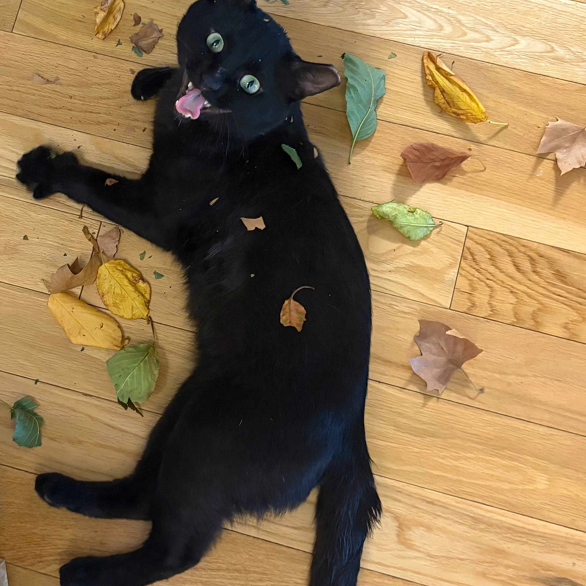 Raven Cabeson joined the competition — help win amazing prizes! animal, autumn, black_cat, cat, closeup, cute, domestic_cat, expression, flooring, fur, indoor, leaves, lying_down, nature, pet, playful, tail, tongue_out, wide_eyes, wooden_floor