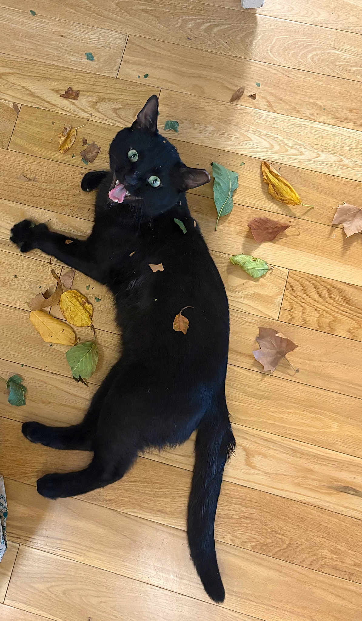 Raven Cabeson joined the competition — help win amazing prizes! black_cat, cat, pet, animal, indoor, wooden_floor, leaves, autumn, playful, lying_down, tongue_out, wide_eyes, fur, tail, cute, domestic_cat, flooring, nature, closeup, expression