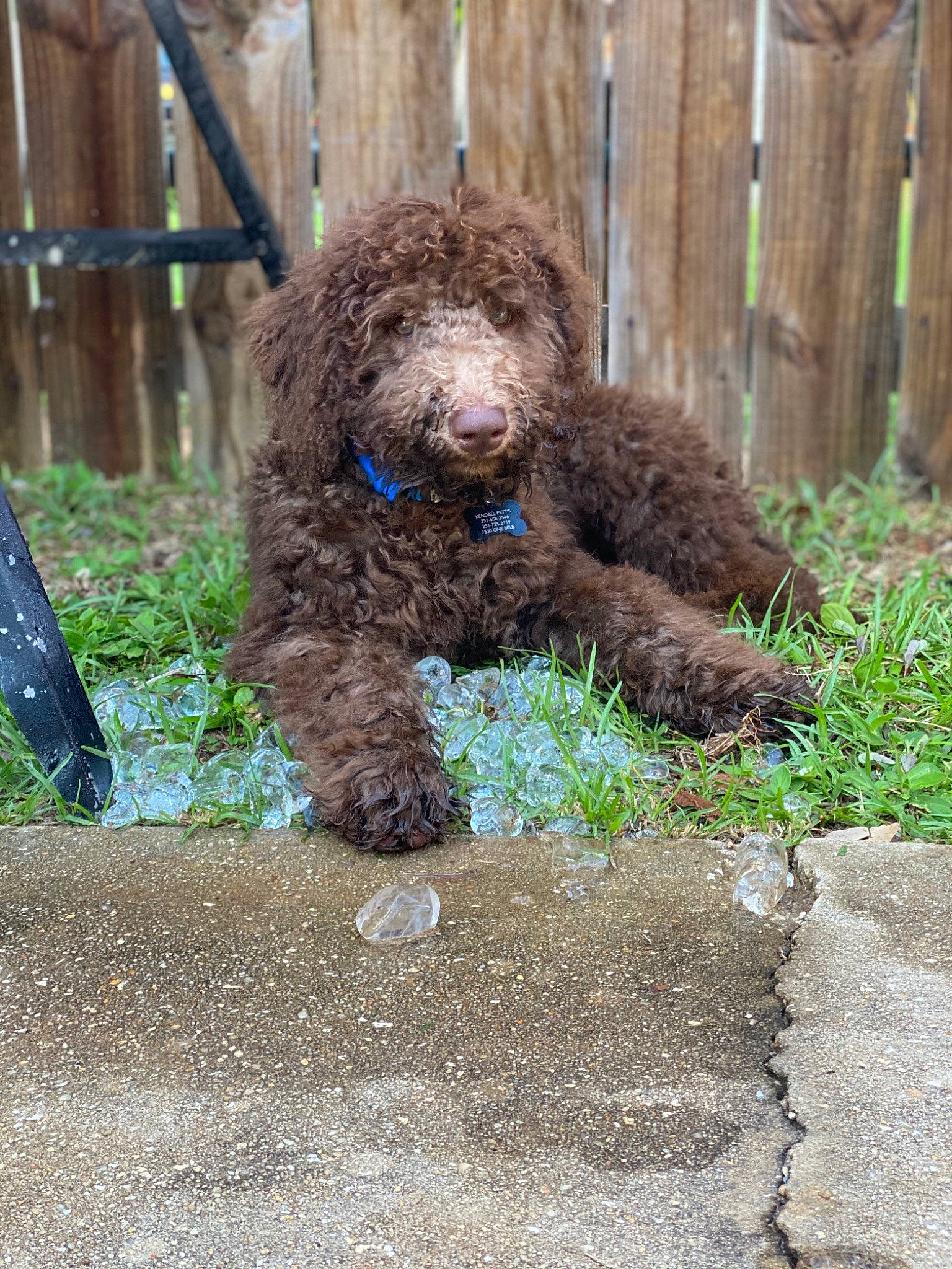 Hank joined the competition — help win amazing prizes! carnivore, companion_dog, dog, dog_breed, fur, goldendoodle, irish_water_spaniel, labradoodle, liver, plant, poodle, soil, spaniel, sporting_group, terrestrial_animal, terrier, toy_dog, water_dog, wood, working_animal