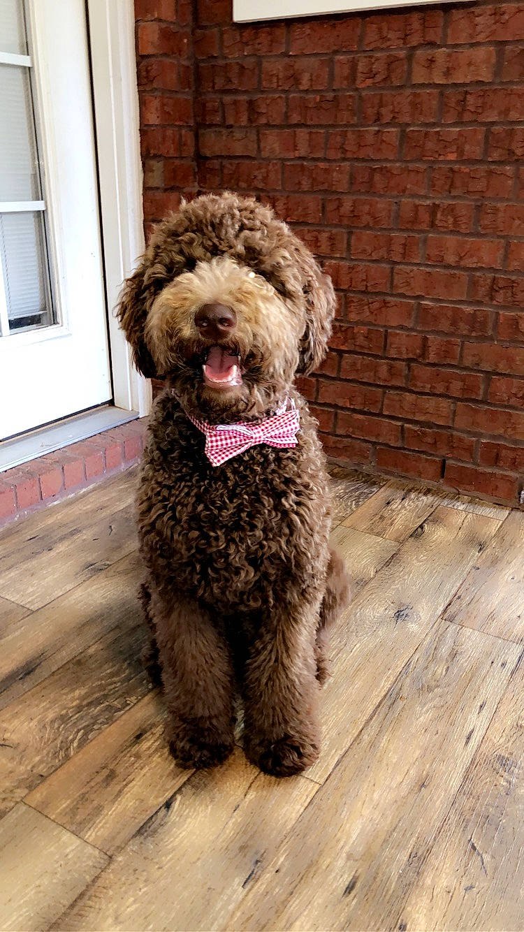Hank is registered to the contest to win money with this photo: canidae, carnivore, collar, companion_dog, dog, dog_breed, dog_collar, flooring, fur, hardwood, liver, poodle, sporting_group, terrier, toy_dog, water_dog, window, wood, wood_flooring, working_animal