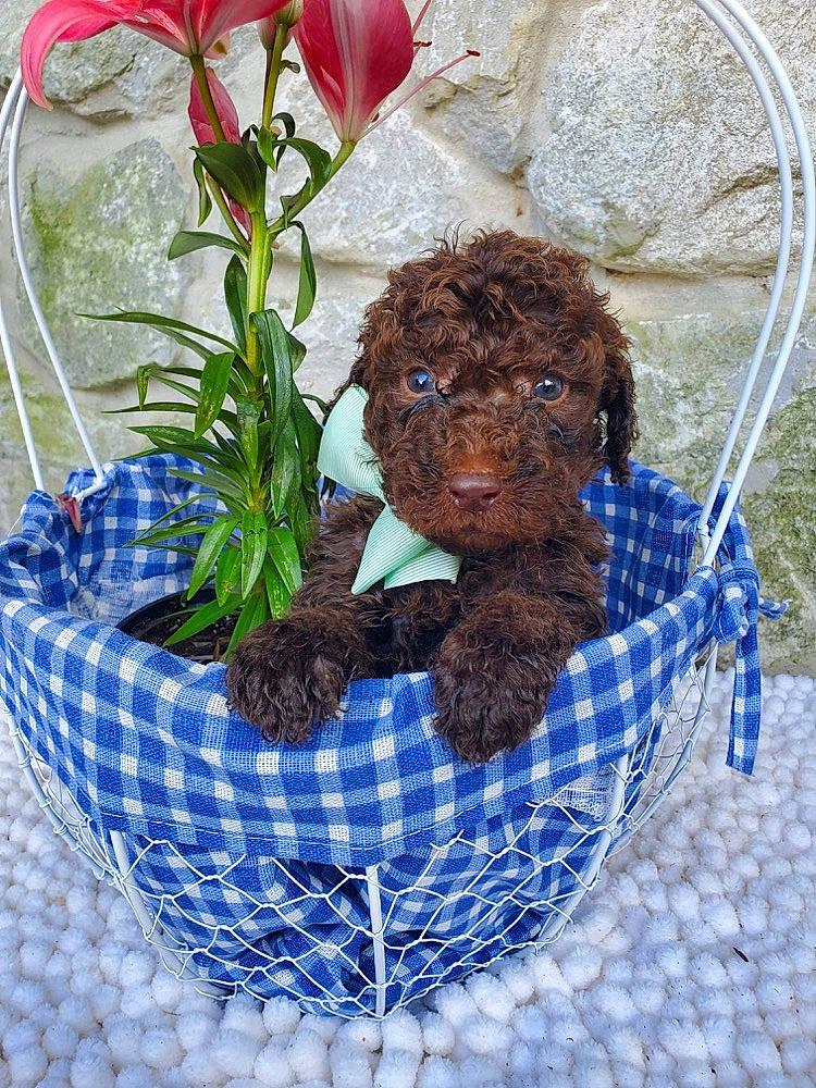 Hank is registered to the contest to win money with this photo: annual_plant, art, artificial_flower, botany, circle, cut_flowers, electric_blue, floral_design, flower, flower_arranging, flowering_plant, giant_white_arum_lily, grass, herb, herbaceous_plant, pattern, petal, plant, soil, tartan