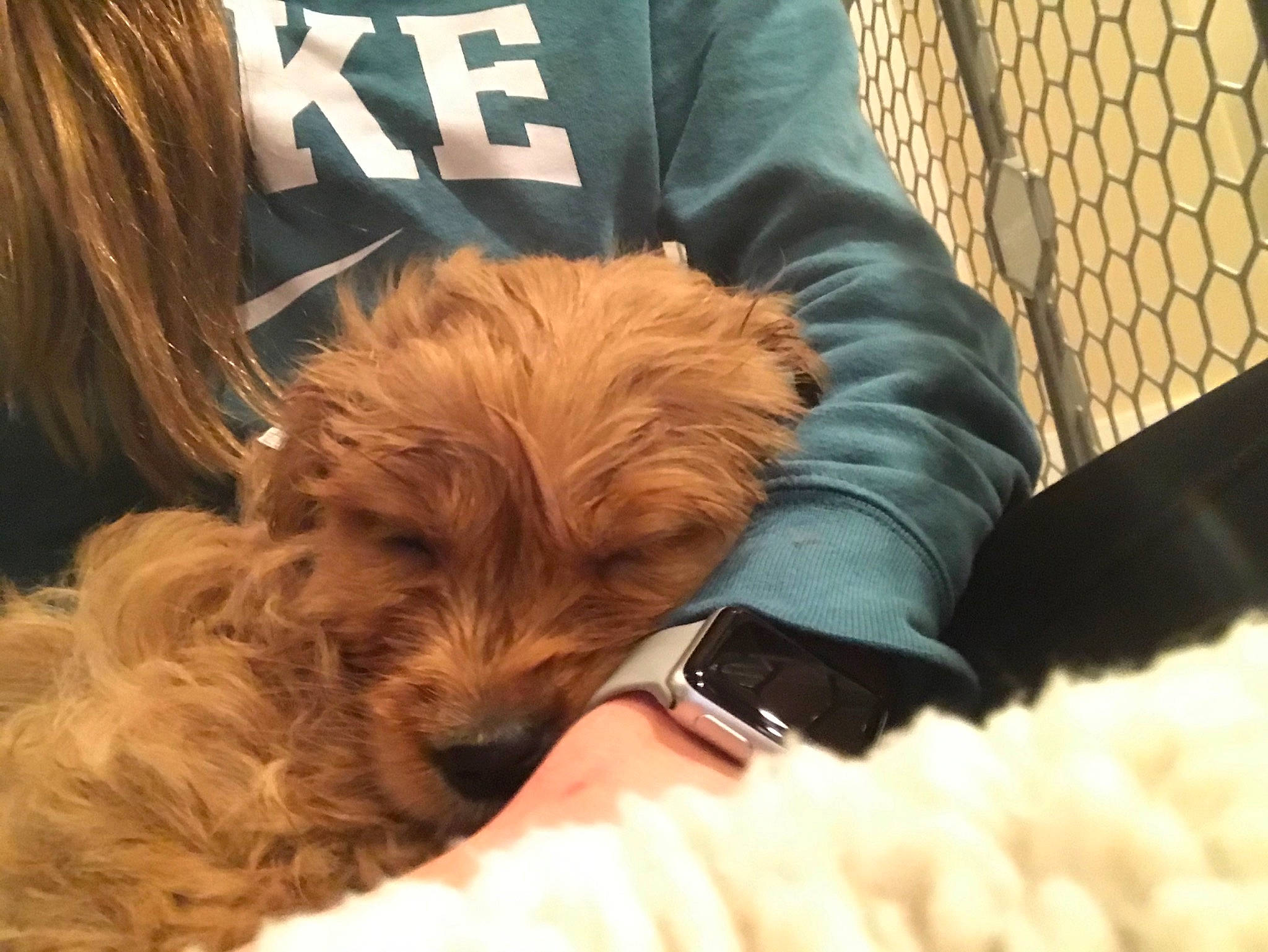 Chaco joined the competition — help win amazing prizes! bolonka, canidae, carnivore, cavapoo, cockapoo, companion_dog, dog, dog_breed, goldendoodle, maltepoo, morkie, non_sporting_group, norfolk_terrier, poodle_crossbreed, puppy, puppy_love, schnoodle, sporting_group, toy_dog, yorkipoo