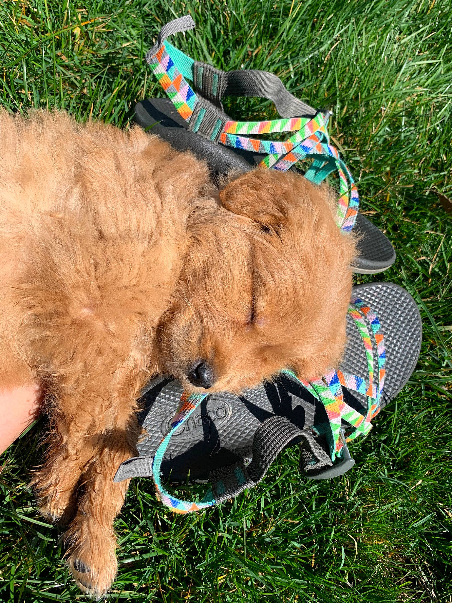 Chaco joined the competition — help win amazing prizes! briard, canidae, carnivore, companion_dog, dog, dog_breed, dog_collar, glasses, grass, leash, sporting_group