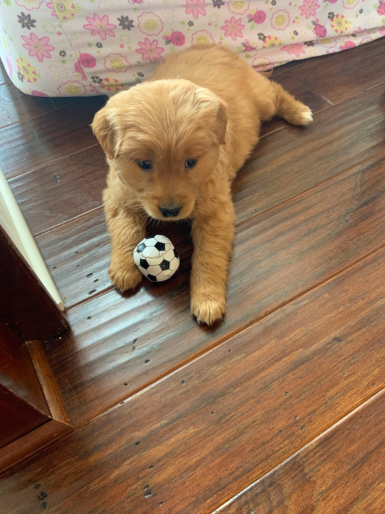 Chaco is registered to the contest to win money with this photo: canidae, carnivore, cavapoo, cockapoo, companion_dog, dog, dog_breed, dog_toy, fawn, golden_retriever, goldendoodle, hardwood, labradoodle, mammal, puppy, retriever, schnoodle, sporting_group, wood