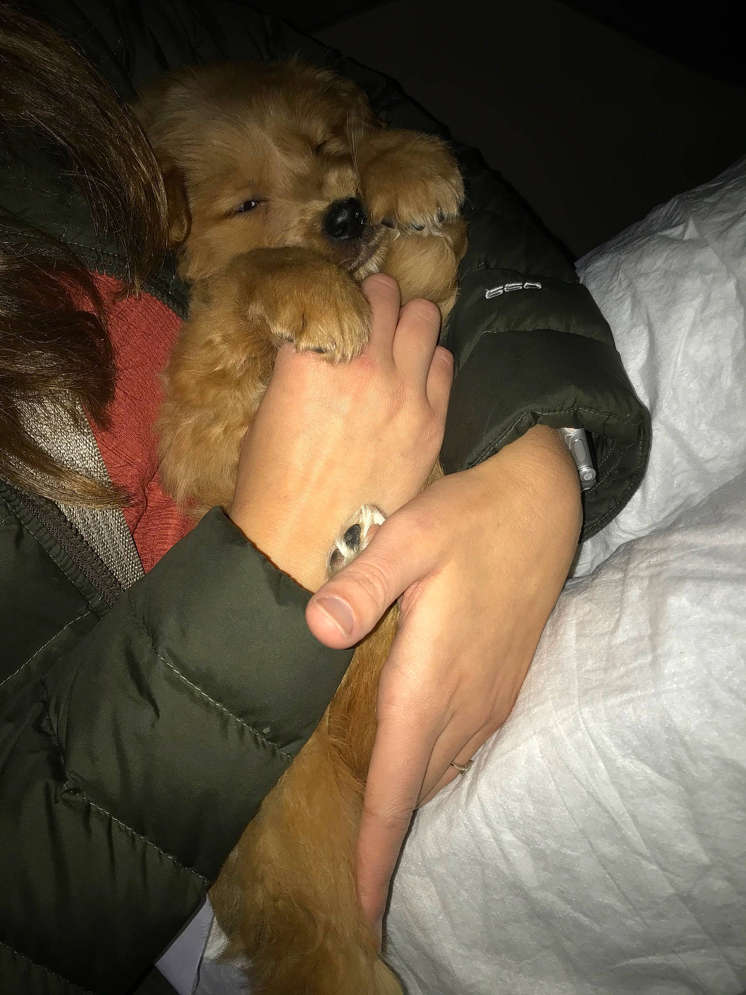 Chaco joined the competition — help win amazing prizes! canidae, carnivore, cavapoo, cockapoo, companion_dog, dog, dog_breed, goldendoodle, labradoodle, maltepoo, miniature_poodle, non_sporting_group, poodle, poodle_crossbreed, puppy, puppy_love, schnoodle, sporting_group, toy_dog, toy_poodle