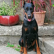 Roxa participe au concours pour gagner de l'argent avec cette photo : animal, canine, companion, doberman, dog, ears_up, fence, greenery, leash, natural_light, outdoor, pet, plant, portrait, pot, red_pot, sitting, step, stone, tongue_out