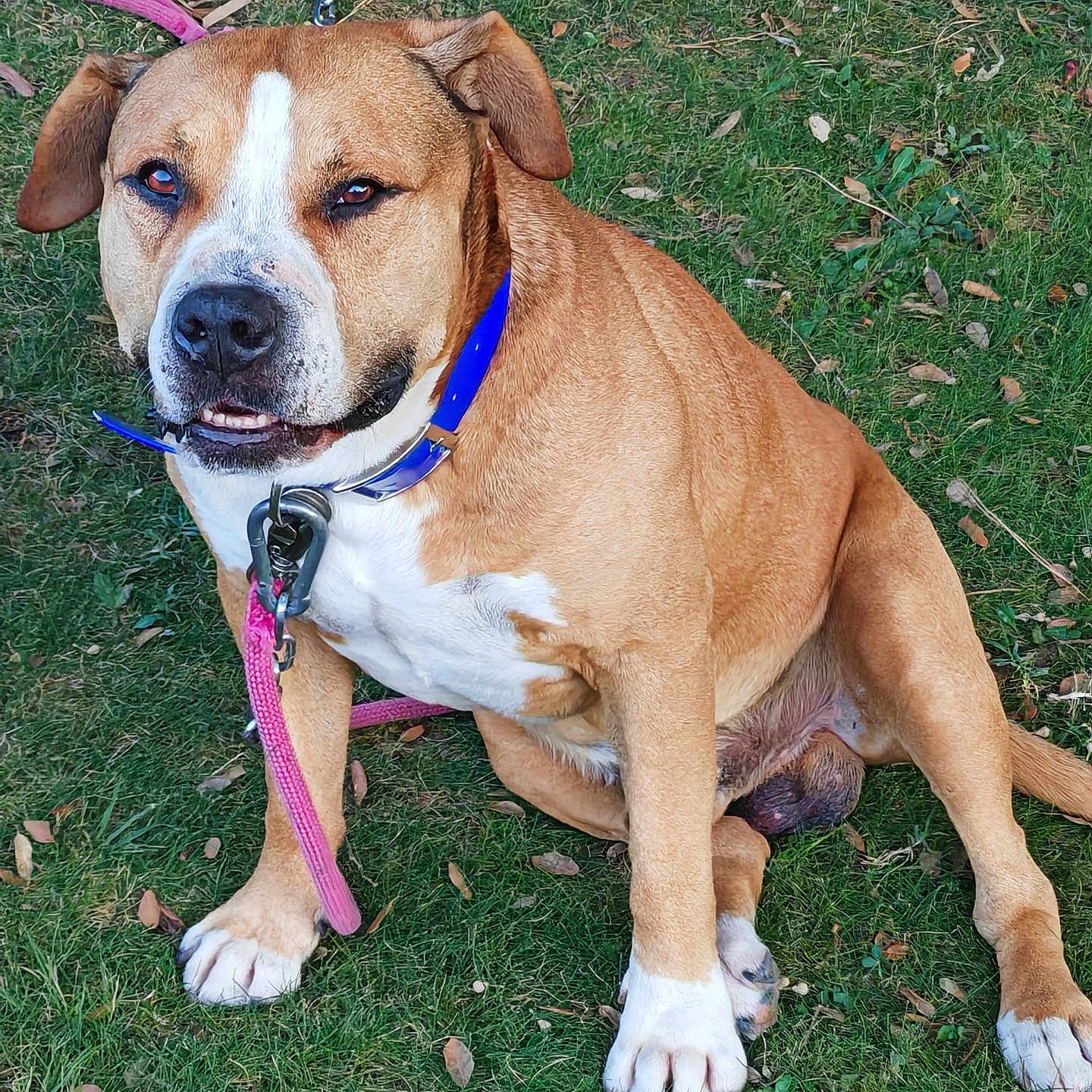 Malko a rejoint le concours — aidez-le/la à gagner de superbes lots ! animal, blue_collar, brown_dog, canine, chain, daylight, dog, ears, eyes, face, fur, grass, leash, mouth, nature, nose, outdoor, pet, sitting, white_paws