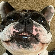 Kylie is registered to the contest to win money with this photo: animal, black_and_white, carpet, close_up, collar, cute, dog, domestic_animal, ears, face, french_bulldog, fur, lying_down, pet, playful, portrait, smiling, snout, underbite, whiskers
