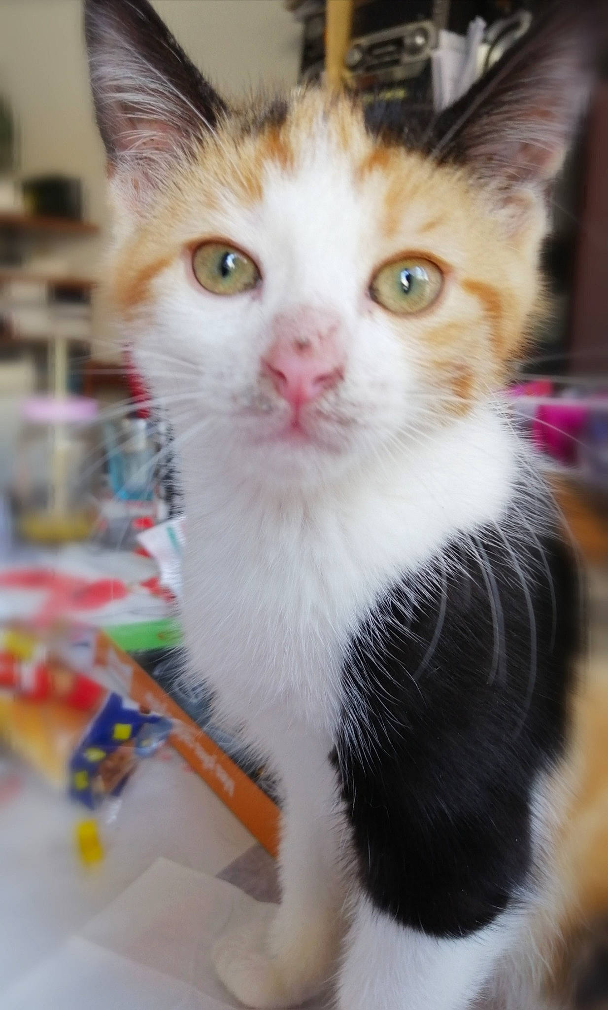 Bijoux a rejoint le concours — aidez-le/la à gagner de superbes lots ! aegean_cat, american_wirehair, asian, carnivore, cat, domestic_short_haired_cat, ear, european_shorthair, fawn, felidae, german_rex, kitten, mammal, polydactyl_cat, small_to_medium_sized_cats, snout, turkish_van, vertebrate, whiskers