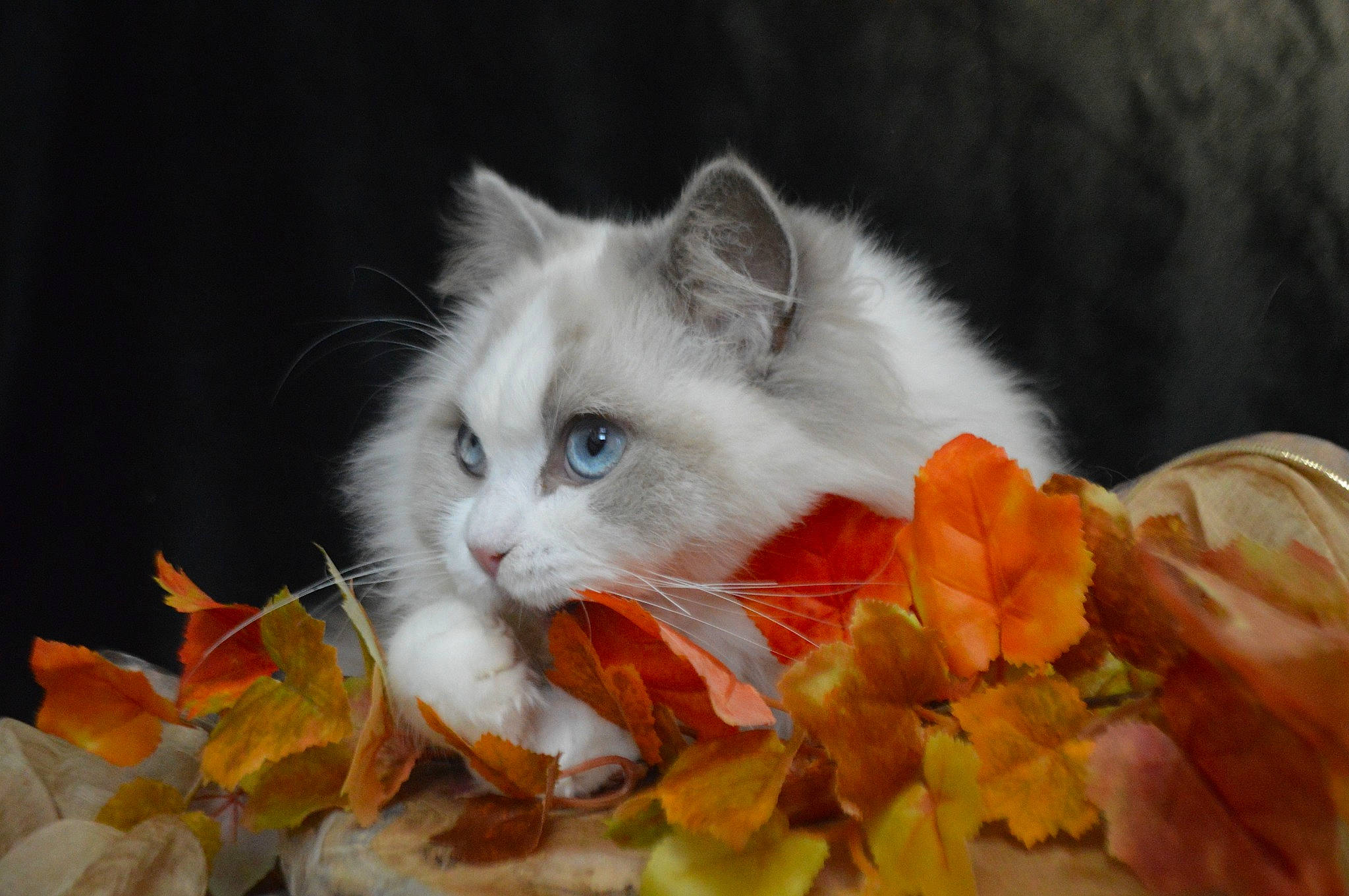 Romance participe au concours pour gagner de l'argent avec cette photo : american_curl, british_semi_longhair, carnivore, cat, domestic_long_haired_cat, fawn, felidae, kitten, mammal, norwegian_forest_cat, persian, plant, ragamuffin, ragdoll, small_to_medium_sized_cats, turkish_angora, turkish_van, whiskers