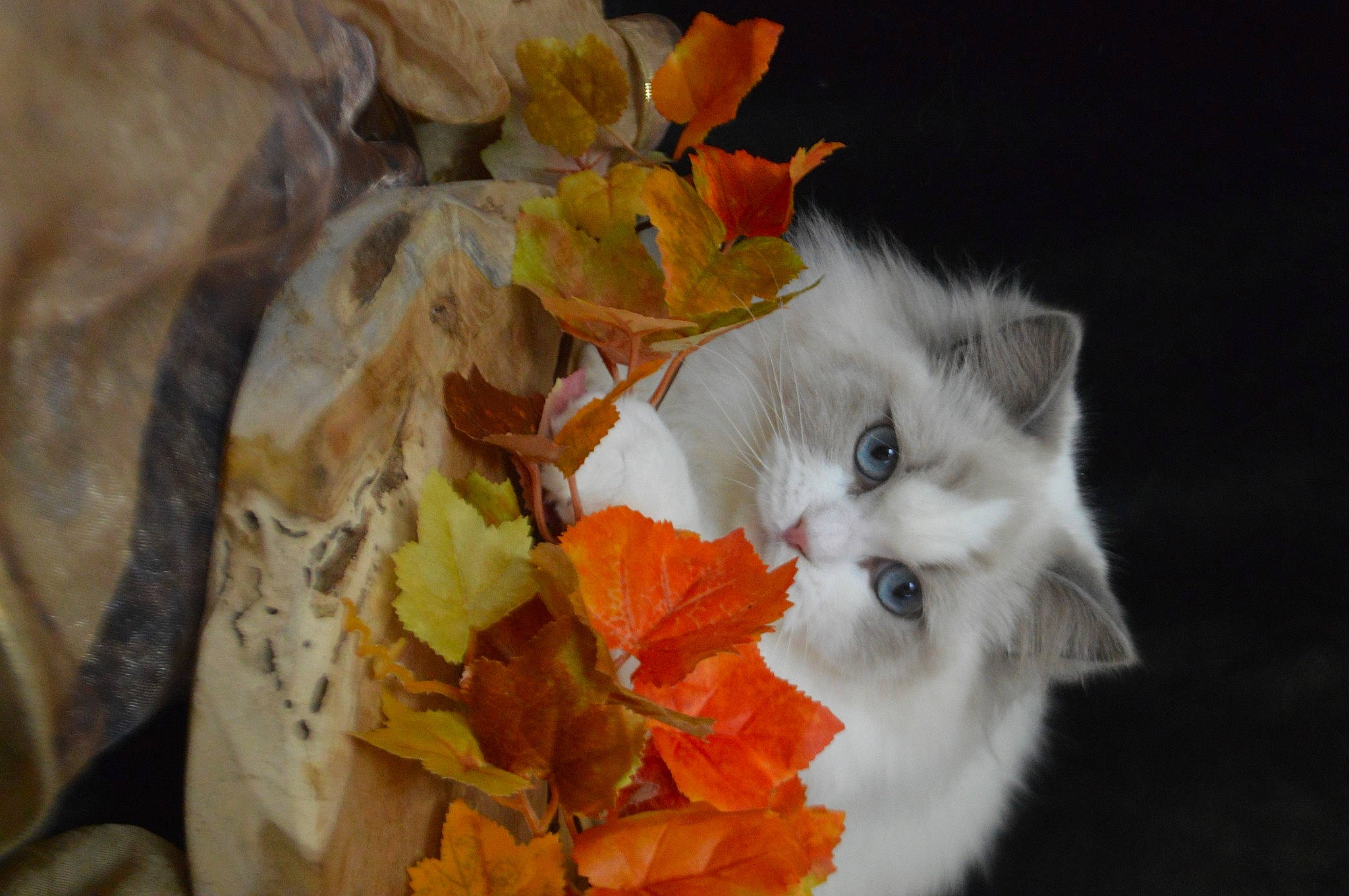 Romance a rejoint le concours — aidez-le/la à gagner de superbes lots ! autumn, carnivore, cat, felidae, kitten, leaf, norwegian_forest_cat, plant, ragdoll, small_to_medium_sized_cats, turkish_van, whiskers