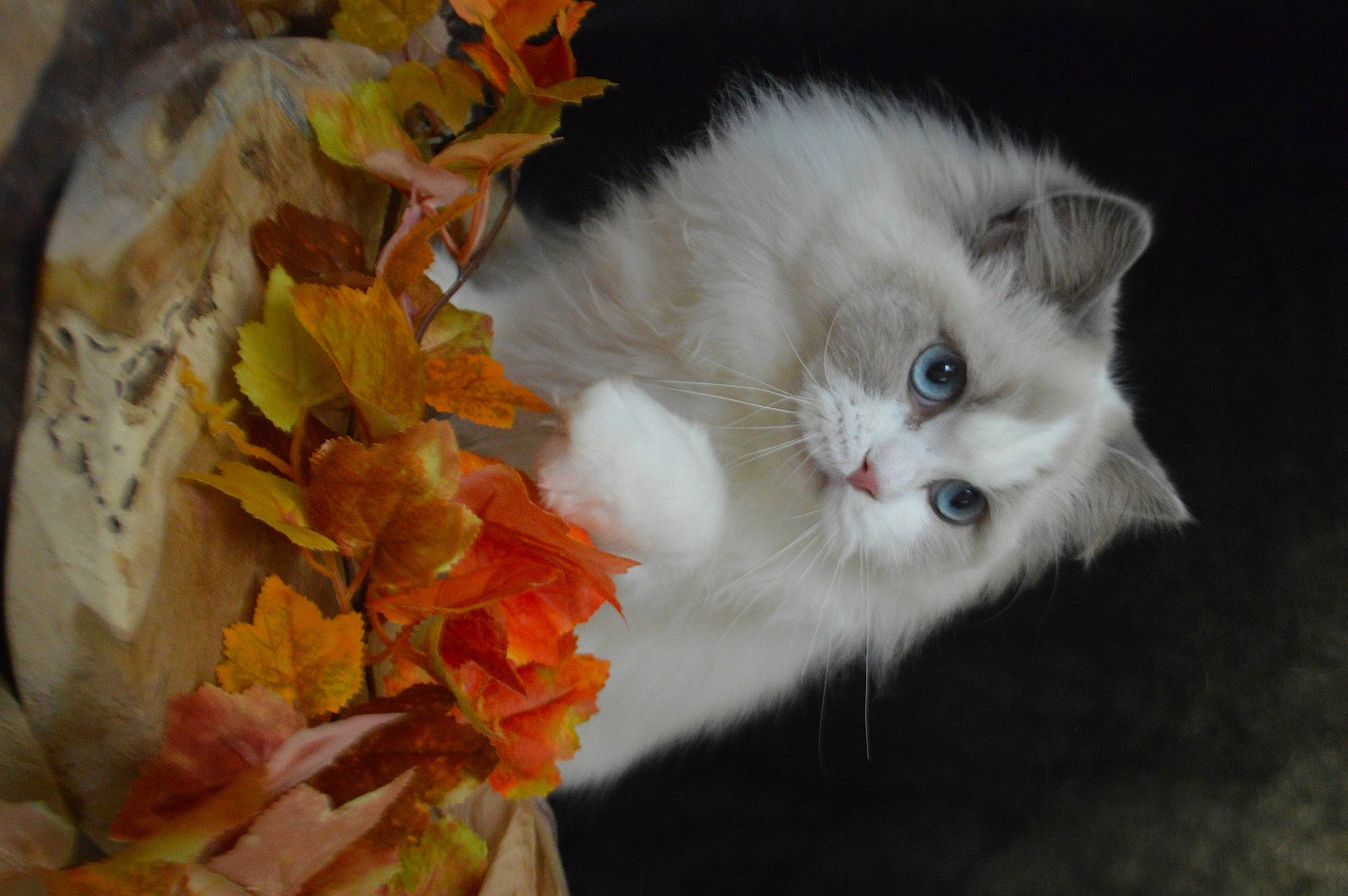 Romance participe au concours pour gagner de l'argent avec cette photo : american_curl, asian_semi_longhair, british_longhair, british_semi_longhair, carnivore, cat, domestic_long_haired_cat, fawn, felidae, kitten, mammal, napoleon_cat, norwegian_forest_cat, persian, ragamuffin, ragdoll, siberian, small_to_medium_sized_cats, turkish_van, whiskers