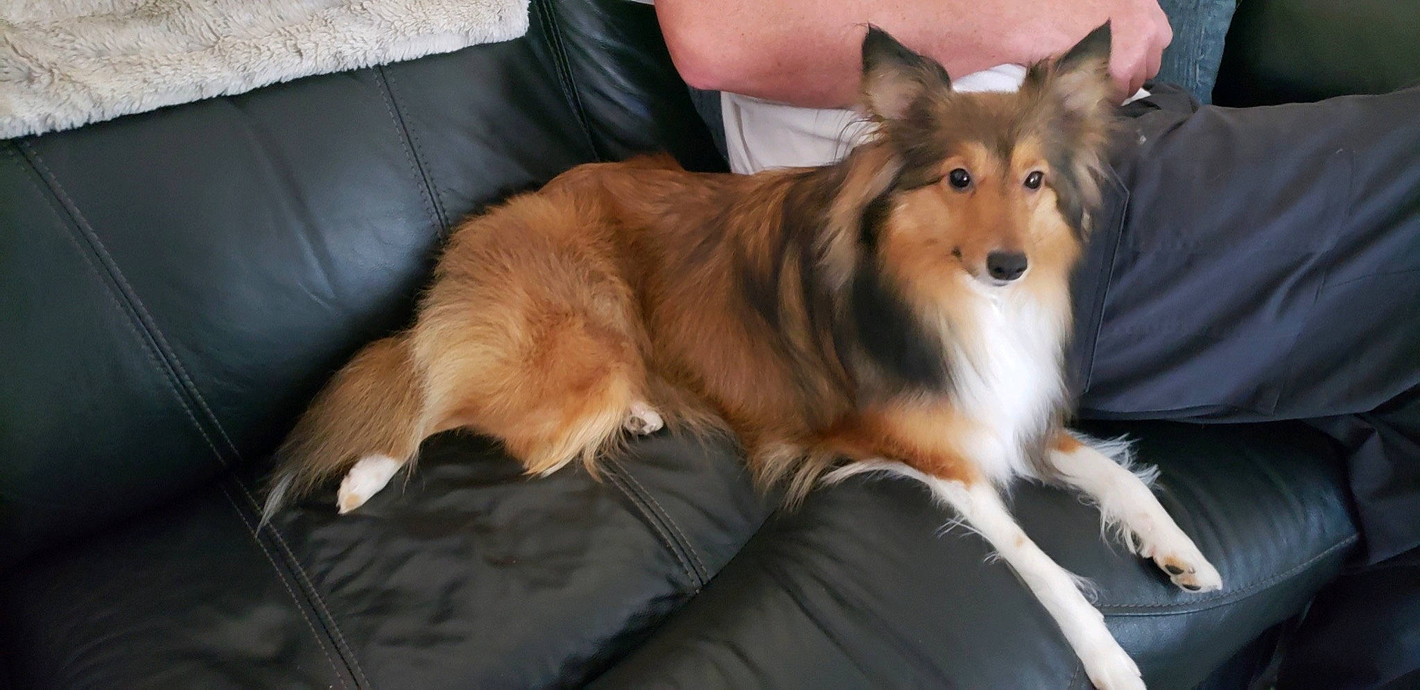 Bella is registered to the contest to win money with this photo: ancient_dog_breeds, canidae, carnivore, collie, companion_dog, dog, dog_breed, fawn, icelandic_sheepdog, mammal, rare_breed_dog, rough_collie, scotch_collie, shetland_sheepdog, smooth_collie, snout, sporting_group, vertebrate